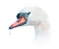 Watercolor swan  bird animal Royalty Free Stock Photo