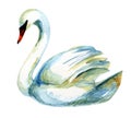 Watercolor swan. Royalty Free Stock Photo