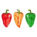 Watercolor sweet bell Bulgarian pepper vegetable set isolated vector
