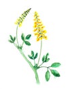 Watercolor sweet clover.