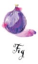 Watercolor sweet fruit - fig