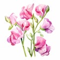 Watercolor Sweet Pea Blossoms: Pink, Graceful Curves, Realistic Color Schemes