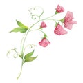 Watercolor sweet pea Royalty Free Stock Photo