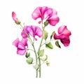 Watercolor Sweet Pea Vector Illustration - Eye-catching Floral Clipart