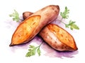 Watercolor Sweet Potato Isolated, Aquarelle Sweetpotato, Creative Watercolor Batata