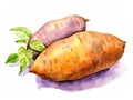Watercolor Sweet Potato Isolated, Aquarelle Sweetpotato, Creative Watercolor Batata Royalty Free Stock Photo