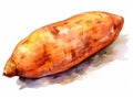 Watercolor Sweet Potato Isolated, Aquarelle Sweetpotato, Creative Watercolor Batata Royalty Free Stock Photo