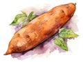 Watercolor Sweet Potato Isolated, Aquarelle Sweetpotato, Creative Watercolor Batata