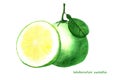 Watercolor sweetie fruit. Isolated citrus fruit illustration