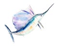 Watercolor swordfish, blue marlin, hand-drawn illustration isolated on white. Royalty Free Stock Photo