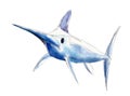 Watercolor swordfish, blue marlin, hand-drawn illustration isolated on white. Royalty Free Stock Photo