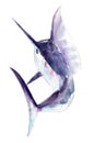 Watercolor swordfish, blue marlin, hand-drawn illustration isolated on white. Royalty Free Stock Photo