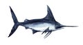 Watercolor Swordfish isolated on white background. Cute cartoon underwater animal illustration.