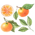 Watercolor tangerine clipart