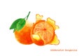 Watercolor tangerine. Isolated citrus fruit illustration