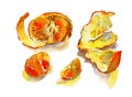 Watercolor tangerine with peel and some separeted slices