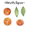 Watercolor Tangerine Set. Hand drawn botanical illustration of peeled tangerines, citrus fruits with leaves and slices