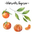 Watercolor Tangerine Set. Hand drawn botanical illustration of peeled tangerines, citrus fruits with leaves and slices