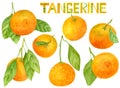 Watercolor tangerine set. Hand drawn lettering and botanical illustration of mandarins with leaves. Clipart citrus elements