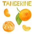 Watercolor tangerine set. Hand drawn lettering and botanical illustration of peeled mandarins, citrus fruits with leaves and