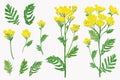 Watercolor tansy elements for your design
