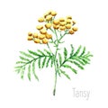 Watercolor tansy herb.