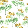 Watercolor tansy herb. seamless pattern