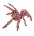 Watercolor tarantula spider animal