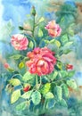 Watercolor with tea roses Royalty Free Stock Photo