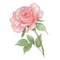 Watercolor tender light pink rose on white background. Fresh flowering rose