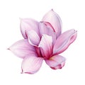 Watercolor tender pink magnolia flower illustration. Hand drawn lush spring blossom. Isolated on the white background Royalty Free Stock Photo