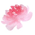 Watercolor tender pink peony flower. Floral botanical flower. Isolated illustration element.