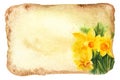 Watercolor textured background with yellow narcissus, spring flowers, hand darwn sketch