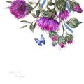 Watercolor thistle, blue butterflies, wild flowers illustration, meadow herbs natural frame Royalty Free Stock Photo