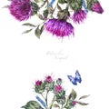 Watercolor thistle, blue butterflies, wild flowers illustration, meadow herbs natural frame Royalty Free Stock Photo