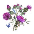 Watercolor thistle, blue butterflies, wild flowers illustration, meadow herbs Royalty Free Stock Photo