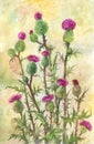 Watercolor thistle illustration. Poster, postcard or herbal back