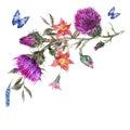 Watercolor thistle, poppy, blue butterflies, wild flowers illustration, meadow herbs Royalty Free Stock Photo