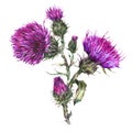 Watercolor Thistle, Wild Flowers Illustration, Meadow Herbs