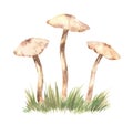 Watercolor Three Chanterelle Mushrooms on Meadow. Hand Drawn Cartoon Yellow Chanterelle Mushroom Set Isolated. Design Template,