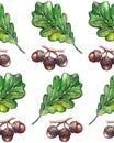 Watercolor three oak green leaf acorn seed seamless pattern background Royalty Free Stock Photo