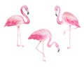 Watercolor three pink flamingos Royalty Free Stock Photo