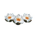 Watercolor three white waterlilies Aquatic flowers for logo For Mother's day Women day 2024 birthday