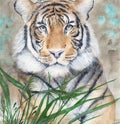 Watercolor Tiger In Green Grass With Sepia Background