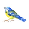 Watercolor titmouse bird