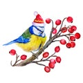 Watercolor titmouse on branch of guelder-rose in Santa hat