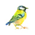 Watercolor realistic titmouse