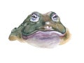 Watercolor toad animal