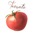 Watercolor tomato. Botanical illustration. Isolated.