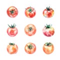Watercolor tomato and persimmon set. Hand drawn illustration.on white background. Royalty Free Stock Photo